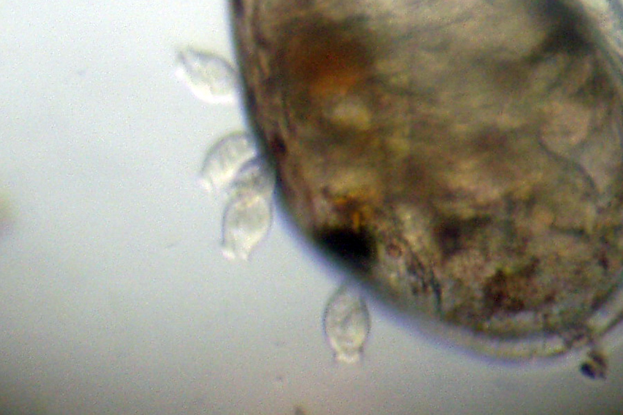 Peritricha su ostracode